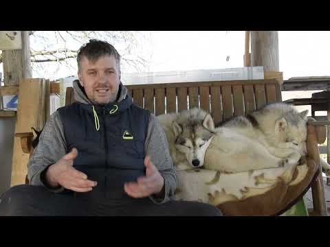 Видео: #Эпилепсия у Хаски. Личный опыт, как вы глядит приступ у собаки, как помочь при эпилепсии