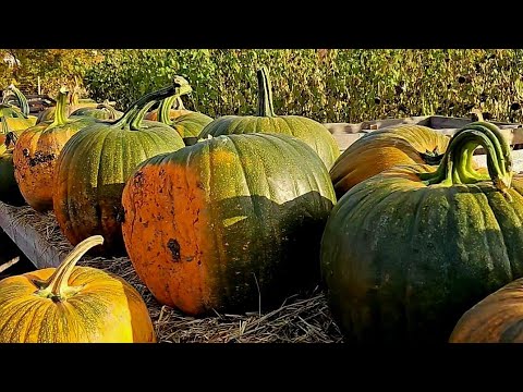 Видео: Сезон ТЫКВЫ 