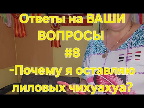 Видео: Ответы на ВАШИ ВОПРОСЫ#8Почему я оставляю лиловых чихуахуа?Содержание питомника...-Как я все успеваю