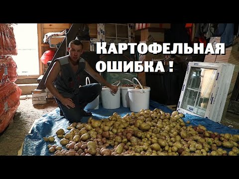 Видео: Весенняя ошибка не дала собрать рекордный урожай картофеля !
