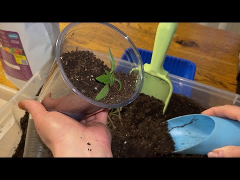 Видео: ЛУЧШИЙ и надежный способ ПИКИРОВКИ ТОМАТОВ!