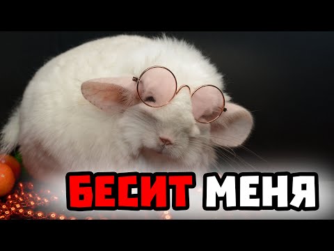 Видео: Что меня бесит в шиншиллах и шиншилловодстве?