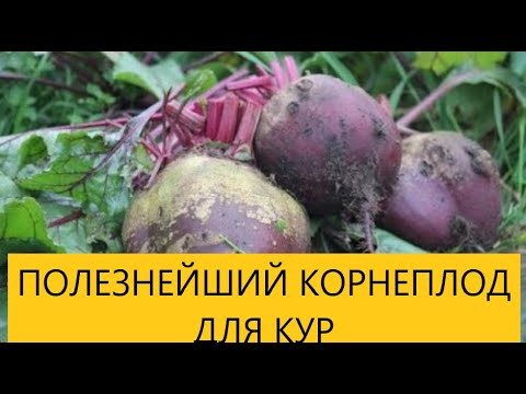 Видео: СВЕКЛА В РАЦИОНЕ КОРМЛЕНИЯ КУР НЕСУШЕК.  ЗООТЕХНИЯ В МАССЫ .