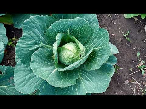 Видео: Білокрилка. Ефективні методи боротьби. Бор = завязування качанів.