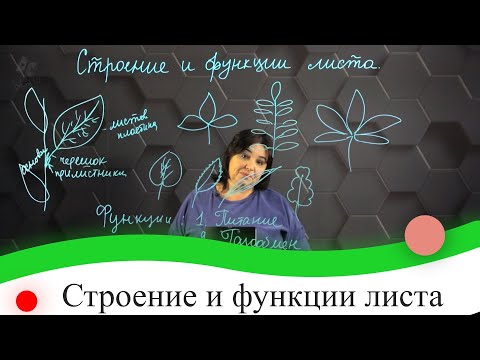 Видео: Строение и функции листа. 7 класс.