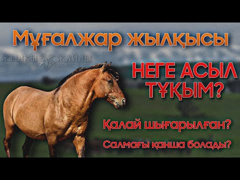 Видео: МҰҒАЛЖАР ЖЫЛҚЫСЫ жайлы 🐎❗ | Жылқы Тұқымдары #1