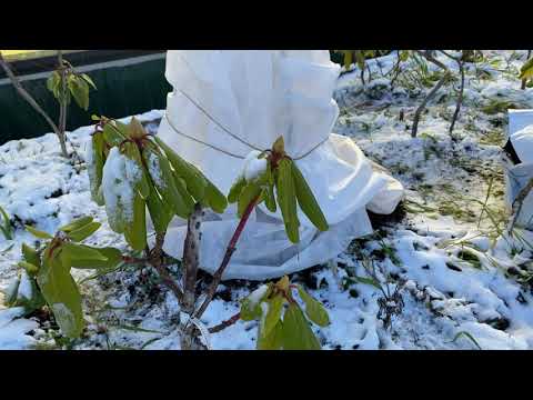 Видео: Как укрывать рододендроны?