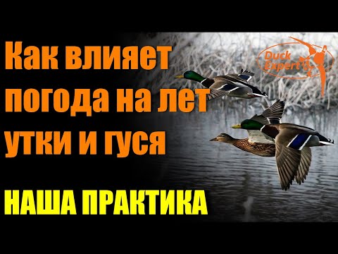 Видео: Как влияет погода на поведение и лет утки и гуся. Наша практика.