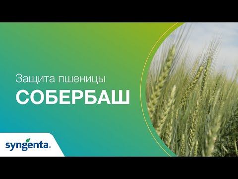 Видео: Фунгицидная защита озимой пшеницы Собербаш. Сравнение вариантов