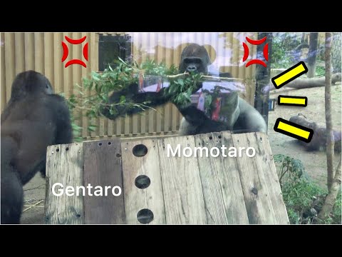 Видео: Бой горилл◆Потасовка. Гентаро сопротивляется отцу Момотаро.　SILVERBACK【 Семья Момотаро