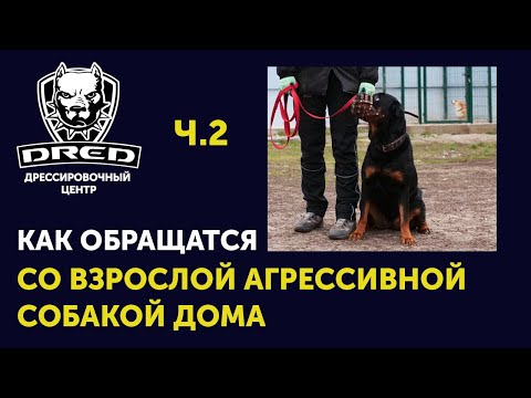 Видео: Как обращаться с большой собакой | Взрослый ротвейлер с жалобами на агрессию ч.2