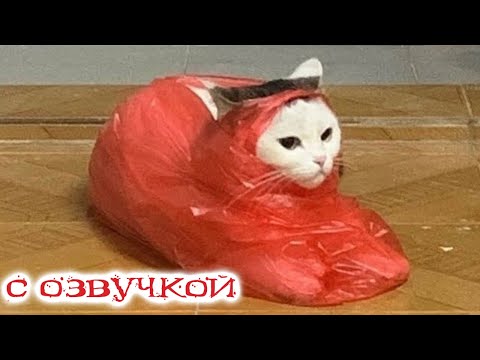 Видео: Приколы с котами! С ОЗВУЧКОЙ! Самые смешные животные - СМЕШНЫЕ КОШКИ И СОБАКИ 2023! Я РЖАЛ ДО СЛЕЗ!