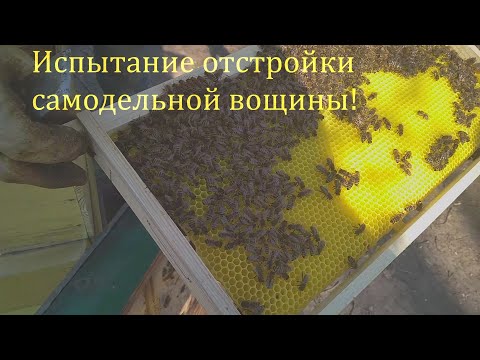 Видео: Испытание отстройки самодельной вощины.