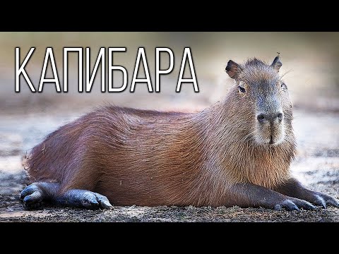 Видео: Капибара: Большая водосвинка | Интересные факты про грызунов