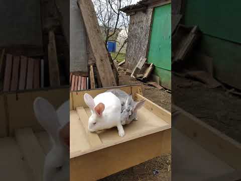 Видео: Какие кролики лучше помеси или породистые мое мнение