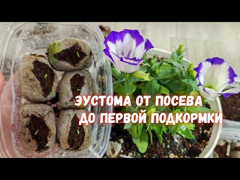 Видео: Сейте ЭУСТОМУ ТАКИМ СПОСОБОМ и Всходы будут 100%