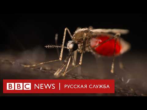 Видео: Малярия: всё ещё самая смертоносная болезнь в мире | Документальный фильм Би-би-си