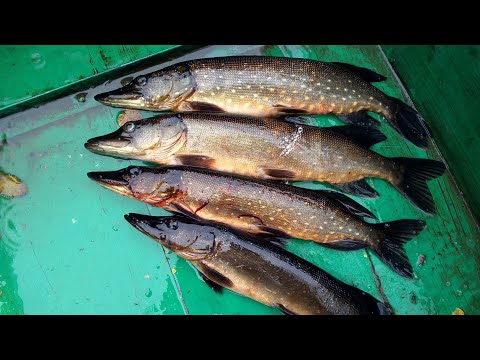 Видео: ЖЕРЛИЦЫ ПРОТИВ ОСЕННЕЙ ЩУКИ / РЕЗУЛЬТАТ ЛОВЛИ