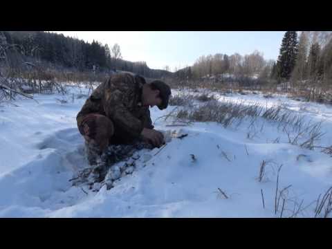 Видео: Охота капканами на ондатру, бобра, куницу.