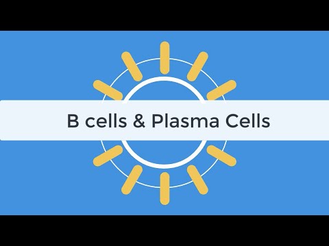 Видео: Учебник по иммунологии В-клеток и плазматических клеток