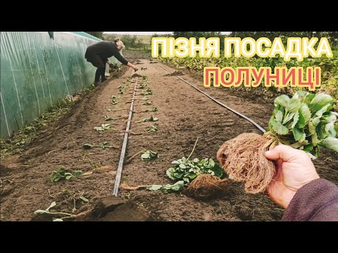 Видео: Пізня посадка Полуниці ранні сорти Амі і Брілла