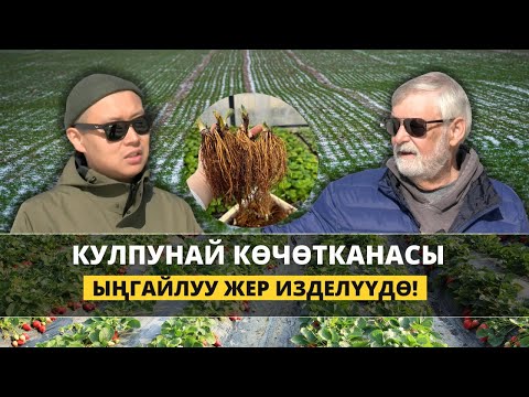 Видео: Альбиондун тамыры эмнеге карарат? Көчөткана эмне үчүн керек?