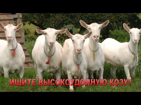 Видео: ЗААНЕНСКИЕ КОЗЫ  Высокоудойные Зааненские козы