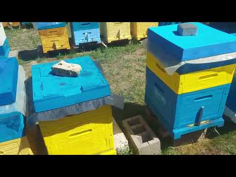 Видео: Кінець літа. Монолог на пасіці.