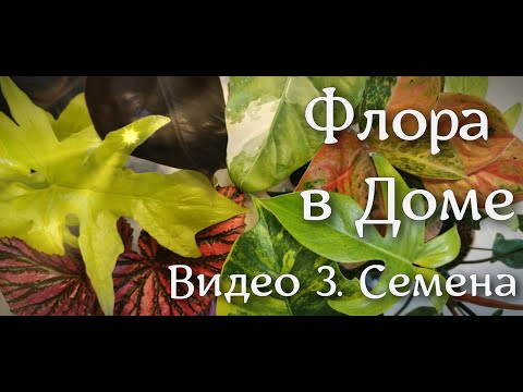 Видео: Видео 3. Обзор семян адениума