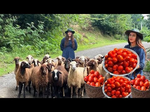 Видео: Превратите органические томаты в свежую и ароматную домашнюю томатную пасту!
