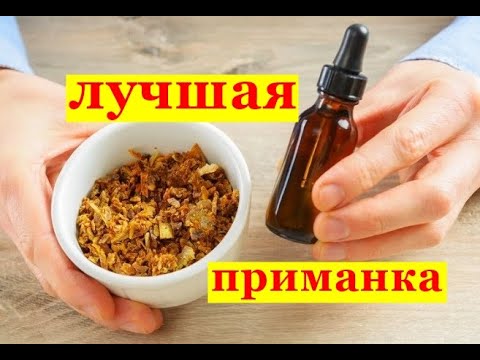 Видео: Ловля роев  Лучшая приманка для ловли роев