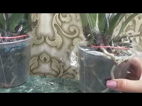 Видео: Орхидеи. Новинки