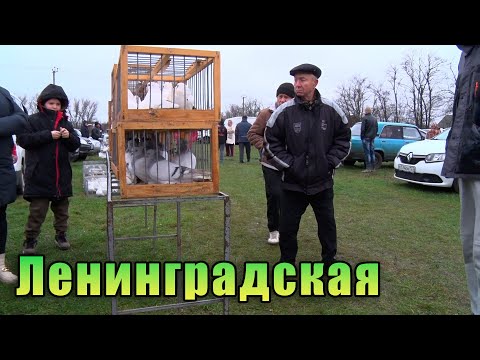 Видео: Птичий рынок. Ленинградская. [10.12.2023]