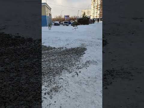 Видео: Что за красота будет за мусоркой?)#осень #городская жизнь #стройка#