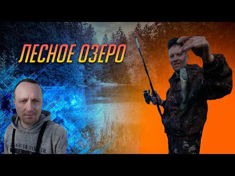 Видео: Лесное озеро. Карась. Ротан.