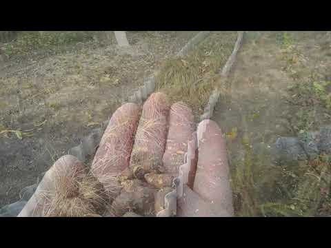 Видео: Земляной миндаль или чуфа. Сбор урожая