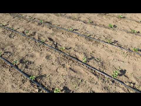 Видео: Как быстро размножить саженцы клубники! Мой маточник)