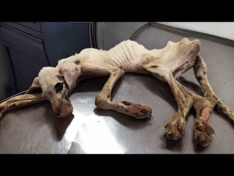 Видео: При виде этого существа человек даже не догадывался, что перед ним лежит…