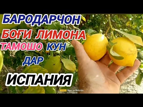 Видео: Боғи зайтун ва лимон 🍋, дар "Испания"