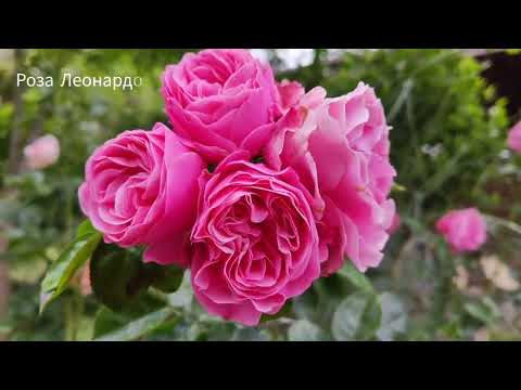 Видео: ТИХИЙ УГОЛОК...//цветение роз 10.06.2023г.