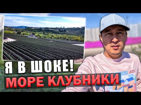 Видео: Как зарабатывают фермеры в США! Море клубники! ферма в Америке!