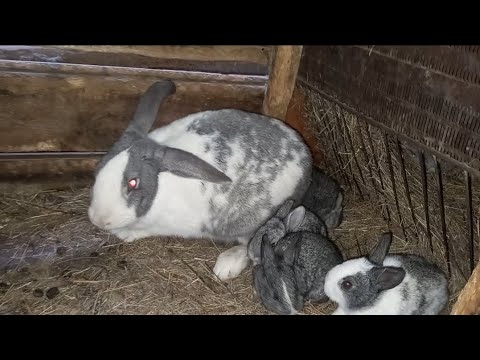 Видео: Қоян шаруашылығы / 14 бөлім / Қояндарды жайлау