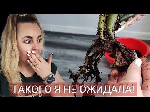 Видео: СПАСАЮ ЗАМИОКУЛЬКАС ОТ ГНИЛИ/ПЕРЕСАДКА