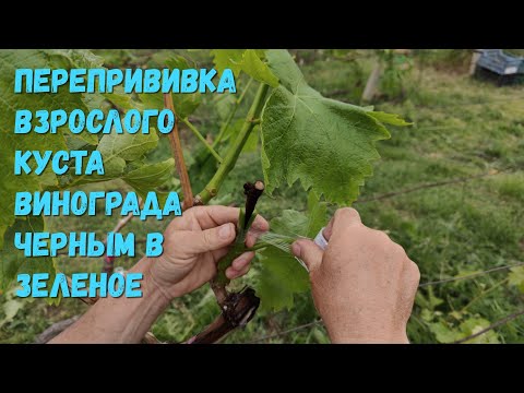 Видео: Перепрививка взрослого куста винограда черным в зеленое.