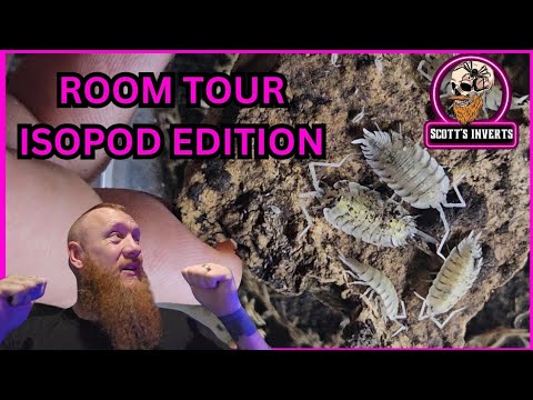 Видео: Перевернутый тур по комнате с isopod-изданием #isopod #rollypolly