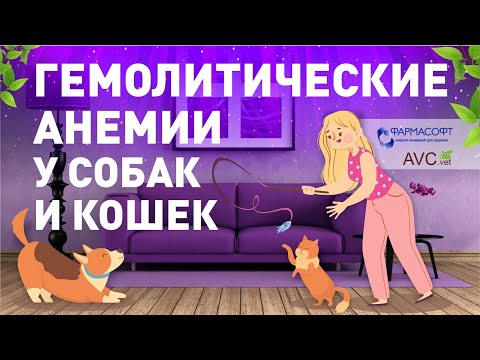 Видео: Гемолитические анемии у собак и кошек (ветеринарный семинар)