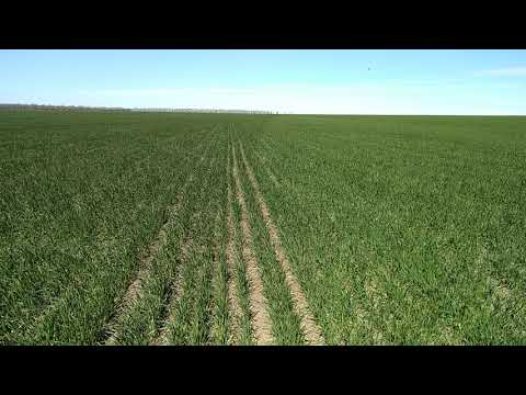 Видео: Разница внесения селитры сеялкой и РУМом