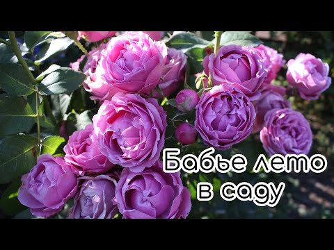 Видео: Бабье лето в саду. Розы, гортензии и цветы