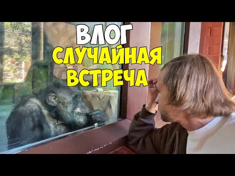 Видео: В ЗООПАРКЕ МНЕ СТАЛО НЕ ПО СЕБЕ
