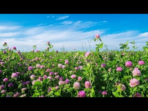Видео: Немного из жизни за август... 